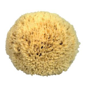 Natural Sponge Large 16cm